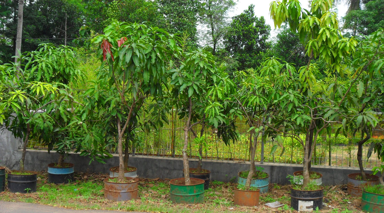 pusat penangkaran bibit mangga: November 2011