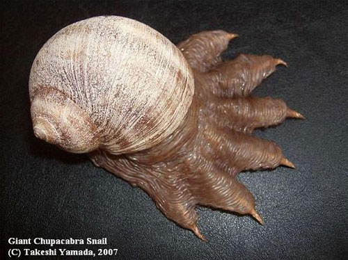 Cool Snail