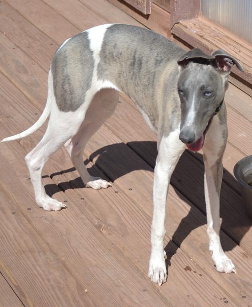 Are Whippets Good Apartment Dogs