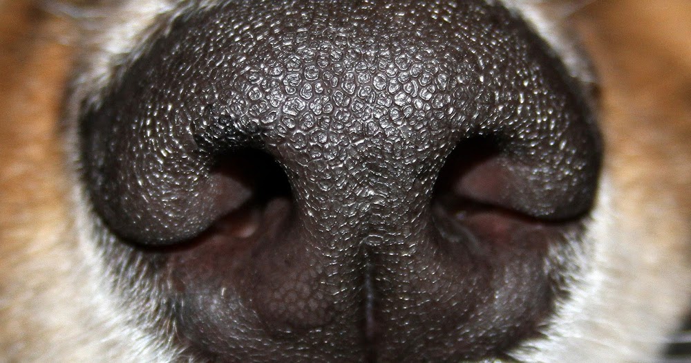 My Labi Die Atmung der Hunde