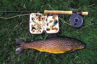 different Kinds of Flies different Kinds of Flies