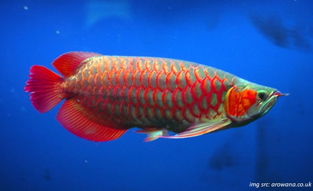 cara memelihara ikan arwana tips agar warna merah arwana cara memelihara ikan arwana tips agar warna merah arwana