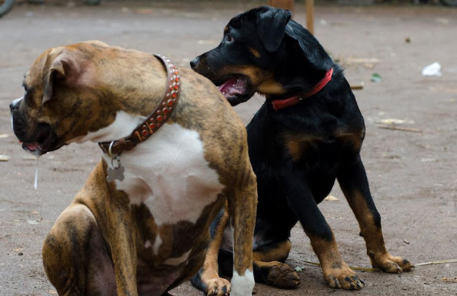 Boxer and Rottweiler