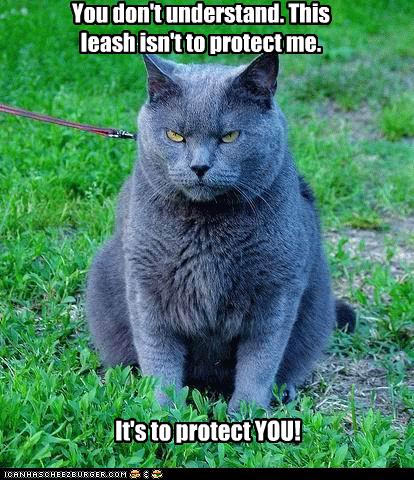 857fb_funny-pictures-cat-wears-leash-to-