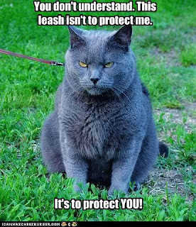 Why Can Cats Not Have Prednisone Why Can Cats Not Have Prednisone