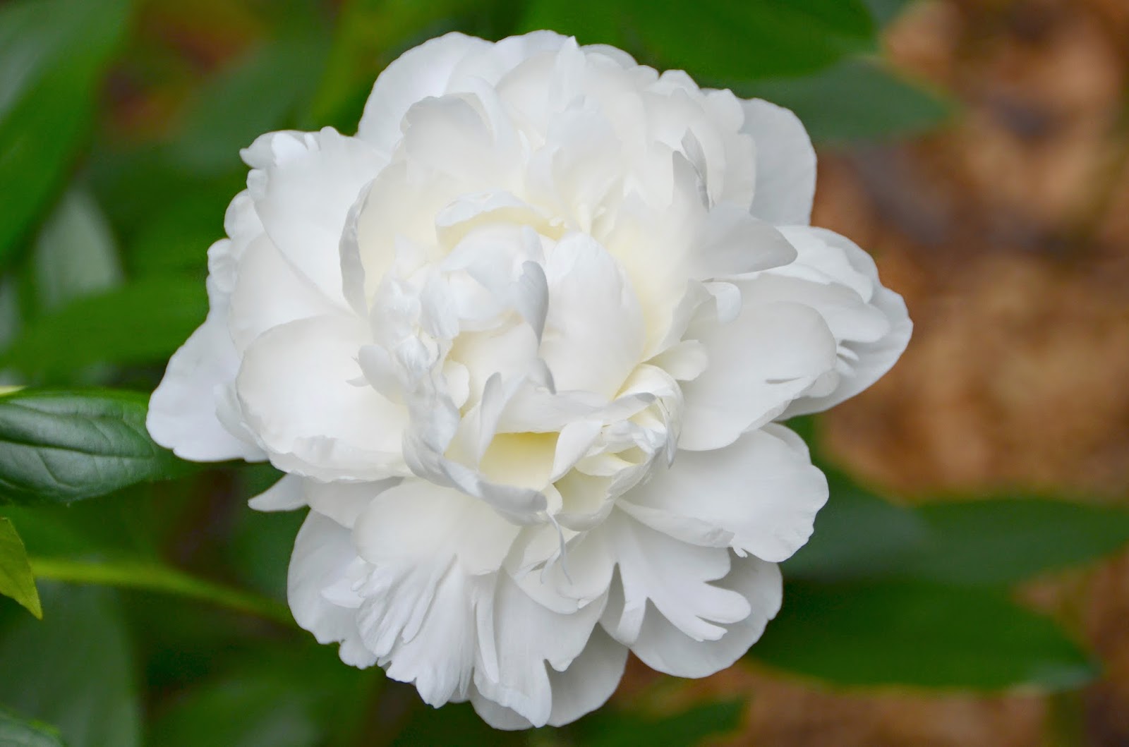 Southern Peony 2015 Peony Blooms Week 6 Late
