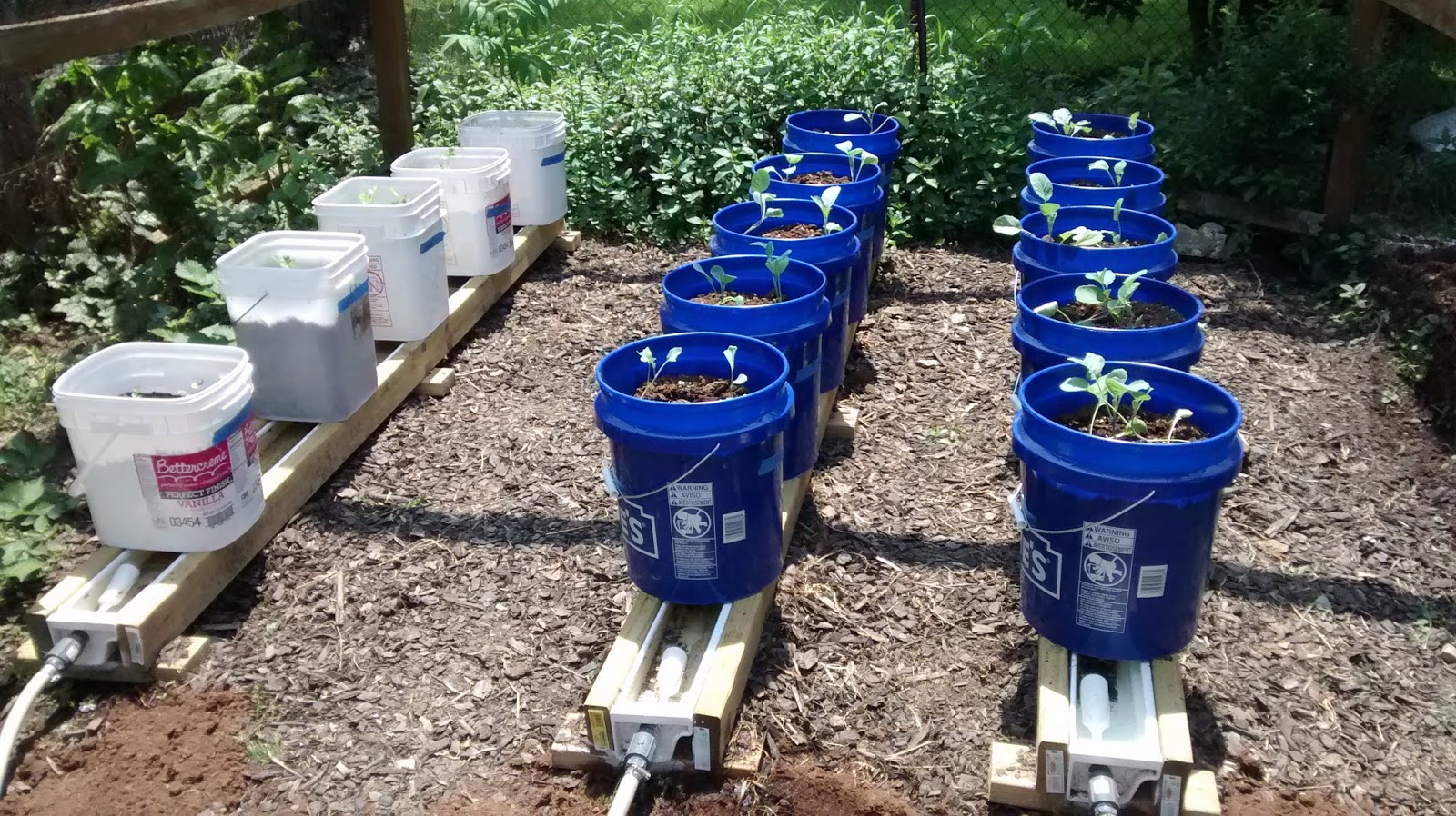 Grow It Eat Rain Gutter System And Those Were Put Into The Bottom Of Buckets Then Also Filled With Mix I Planted End Result Looks Like This