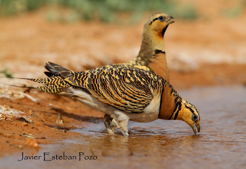 cadalso vive conoces lo que es una "Ganga"