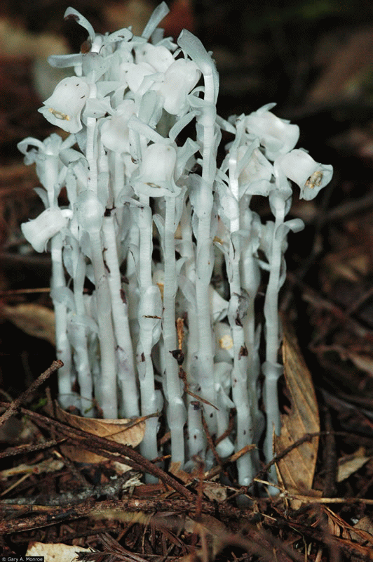 Indian Pipe Hudson Valley Geologist