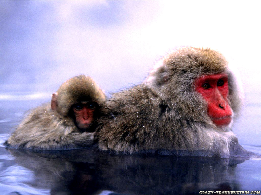 Photography Moments Animal Mother and Baby 1