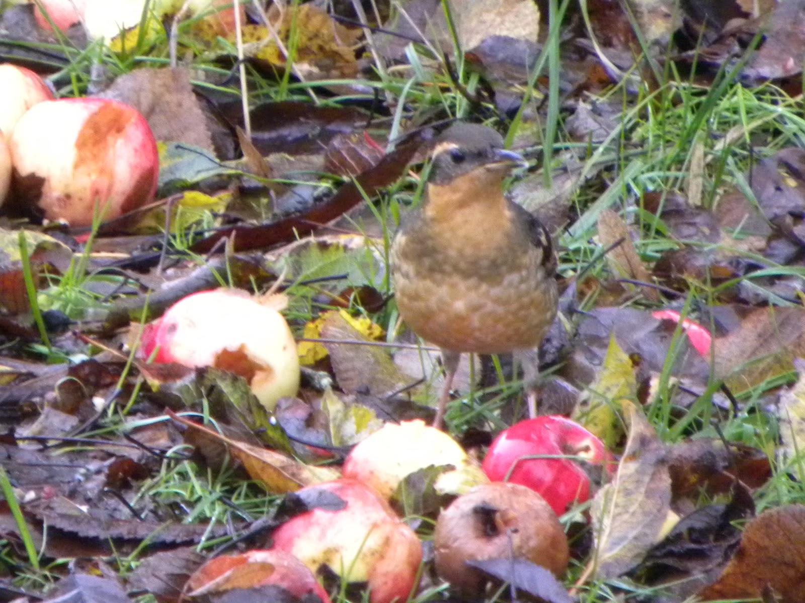 Birds Apple Tree Birds