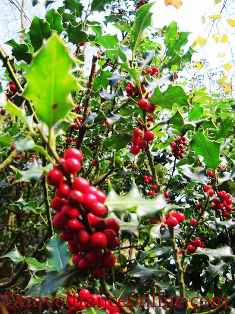 Christmas Holly | Online Travel France