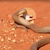 A king brown snake attacks a helpless blue tongue lizard.