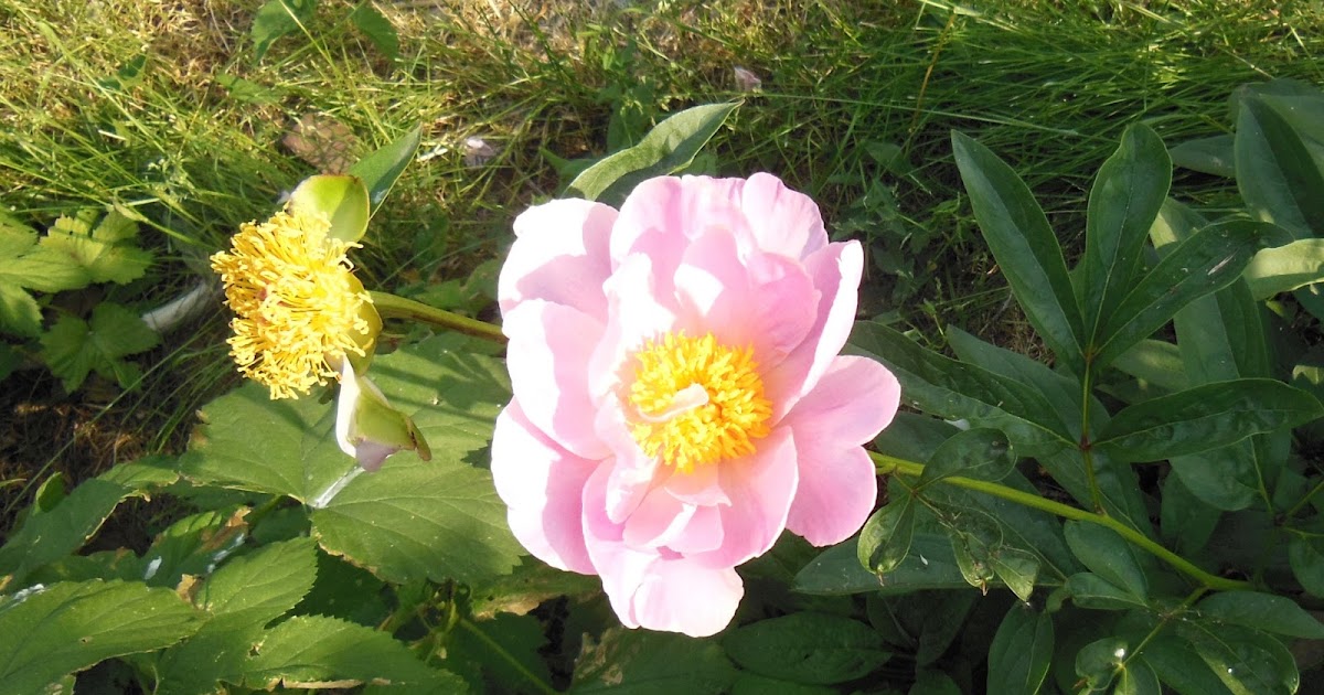 Sagescript Institute Late Spring Flowers