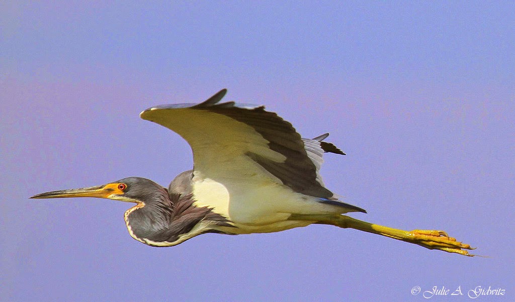Birding Is Fun! The Birds of Celery Fields
