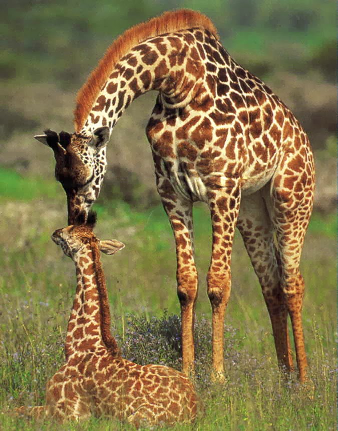 Giraffes   critically endangered species and beloved 