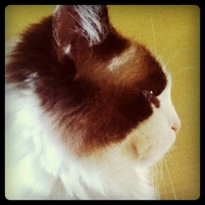 Chester Kitty
