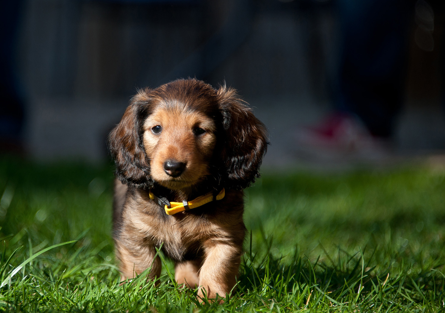 petra Bei unseren Hunden abgeschaut Vertrauen