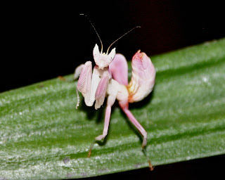7 Serangga Cantik Yang Unik Di Dunia [ www.BlogApaAja.com ]