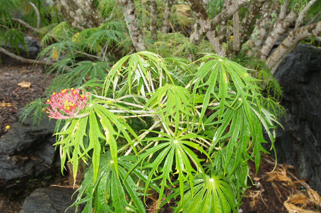 jatropha plant coral multifida florez nursery