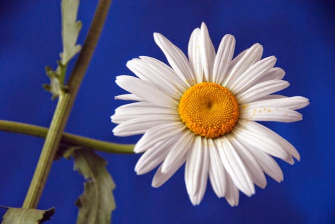 La flor nacional de Rusia |¡Hola,Rusia! Blog sobre cultura rusa e