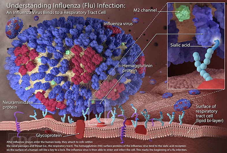 schematische Abbildung eines Influenzavirus, der die Atemwege angreift influenza-virus-fulltext-klein.jpg