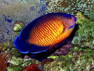 Coral Beauty Coral Beauty
