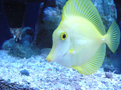 Yellow Fish Wallpaper