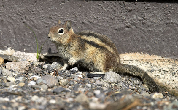 Cartoon Ground Squirrel