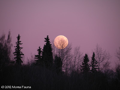 Bone Moon rising, October 28, 2012.