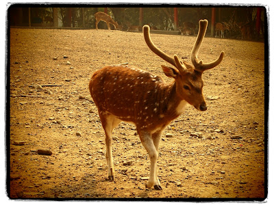 Male spotted deer