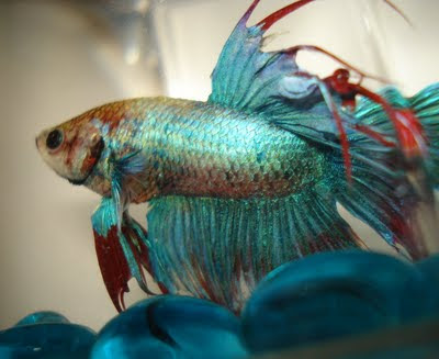 betta betta