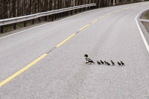 ΒΙΝΤΕΟ: Πάπια με παπάκια διασχίζουν αυτοκινητόδρομο! papia me papakia diasxizoun to dromo