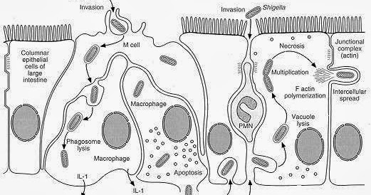 sikkahoder: Disentri basiler ( Diare disertai darah ) : Gejala dan