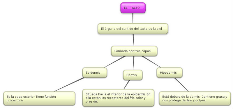FUNCION SISTEMA OLFATO funcion sistema olfato: