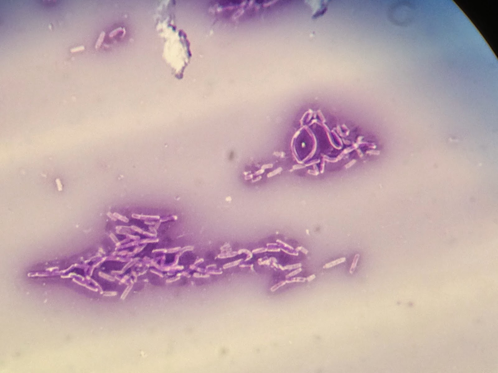 Microbiology Mania Endospore and Capsule Staining { Lab 5 May 18, 2015}