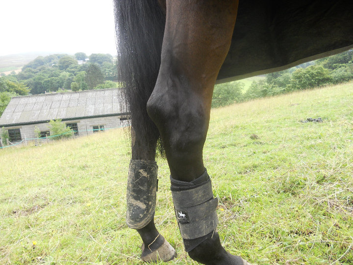 FCHS Horse Judging June 2012