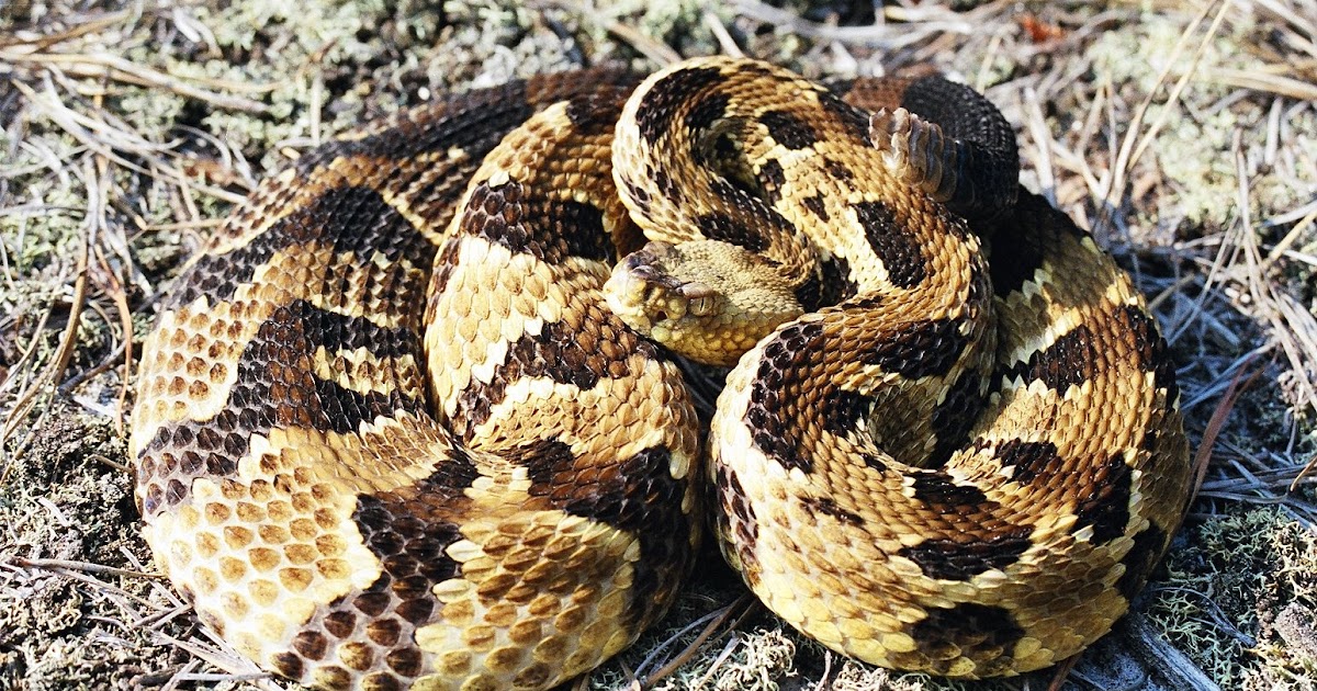 Outdoor Scene Sunday at 9 am on Smokin' 99.9 fm, Alexa, Tune