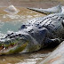 World's Largest Crocodile