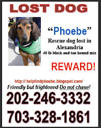 Phoebe's Lost Dog Sign