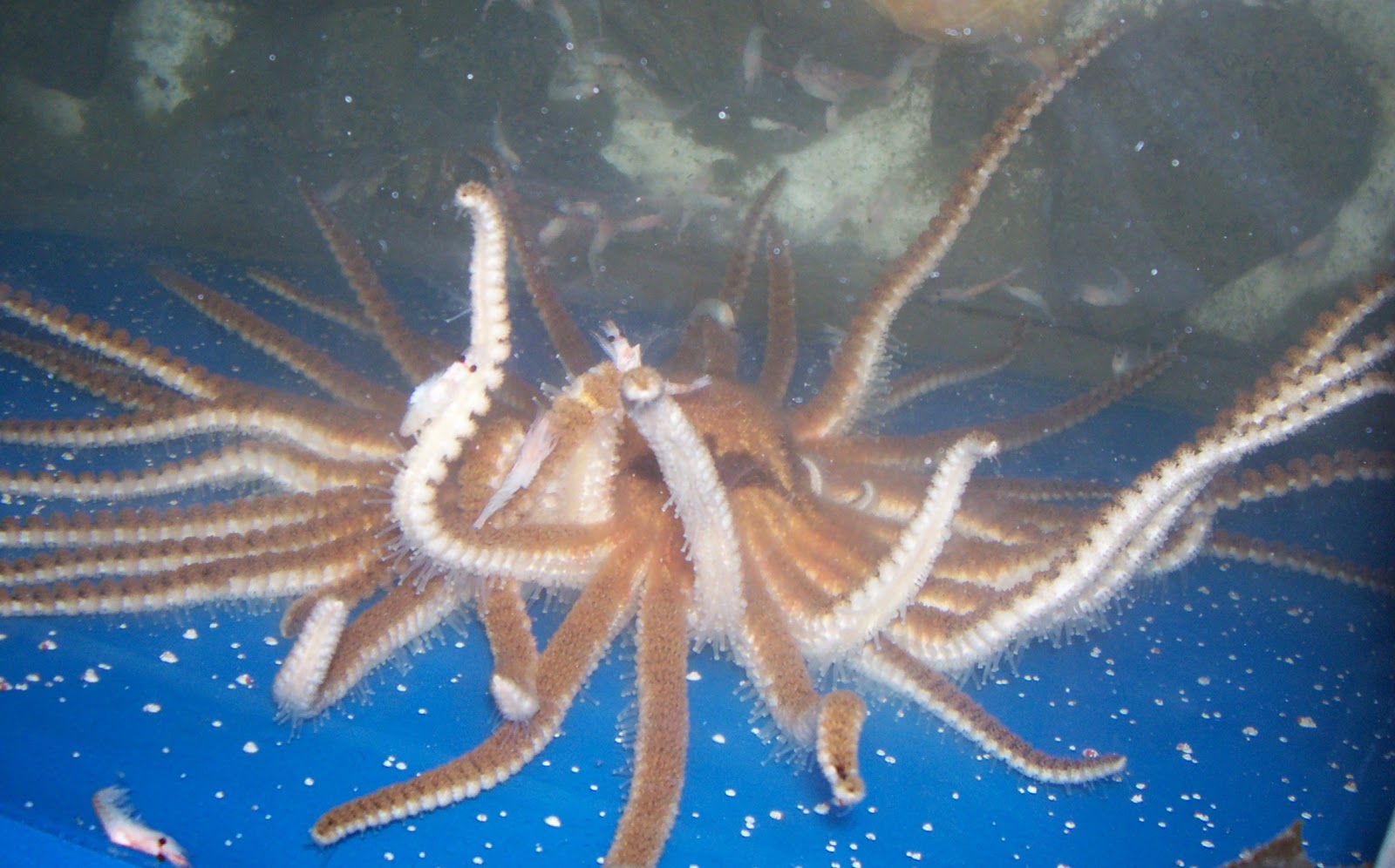 Cartoon Brittle Star