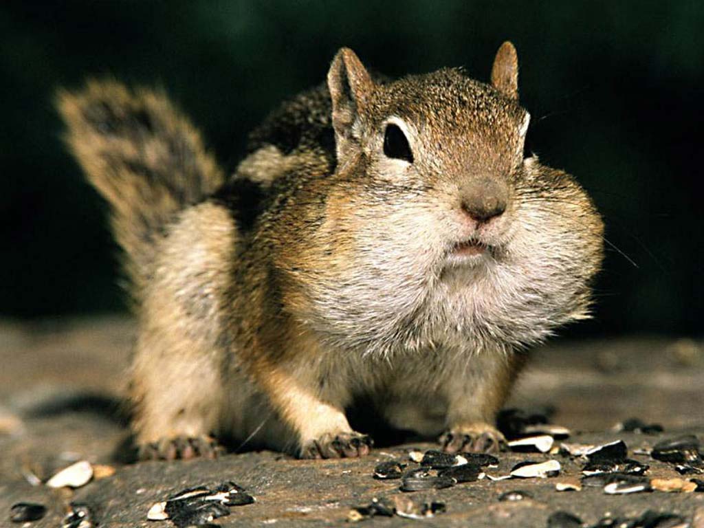 squirrel_with_big_cheeks.jpg
