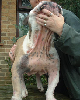 Can I Catch Mange From My Dog Can I Catch Mange From My Dog