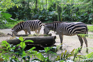 zebra zoo singapore