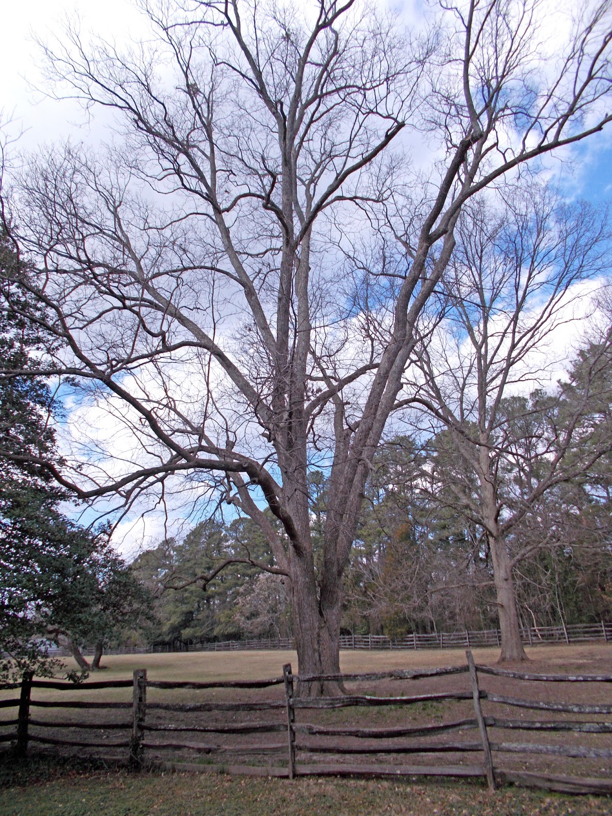 Northern Pecans Pecans at Colonial Williamsburg