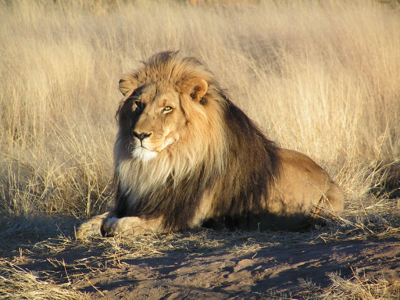 http://4.bp.blogspot.com/-g09VdQ82PrQ/TdsOF4sr9gI/AAAAAAAAAWw/ktel8VIPfy0/s1600/lion-waiting-in-nambia.jpg