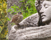 White-crowned Sparrow