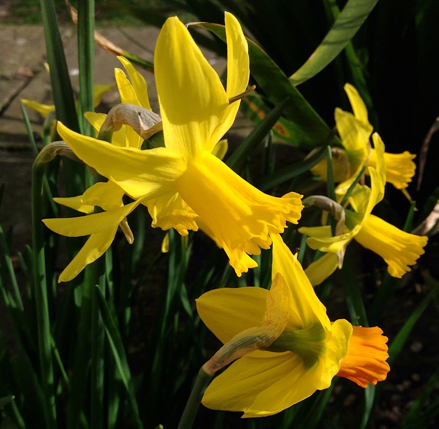 purple podded peas 100 Flowers 016 Daffodil