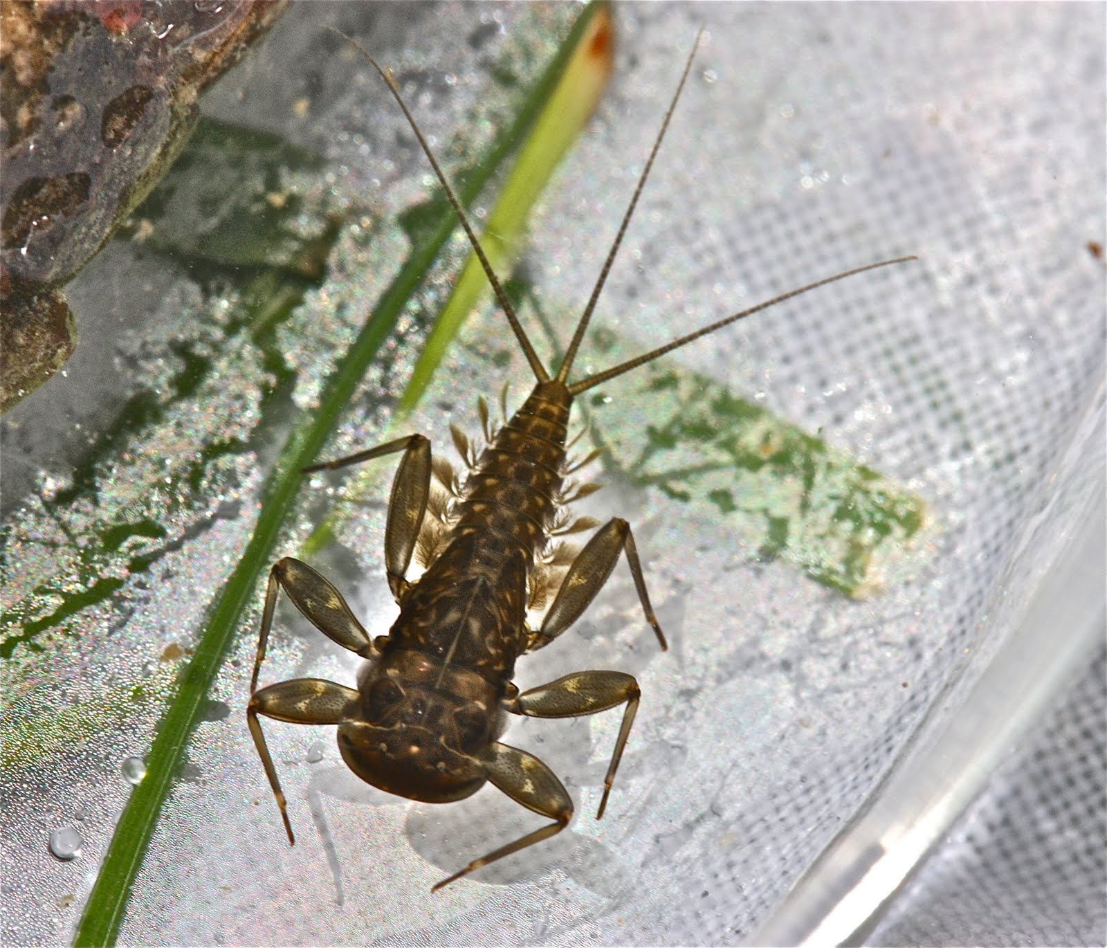 Aquatic Insects of Central Virginia Montana Insects, Part II. More