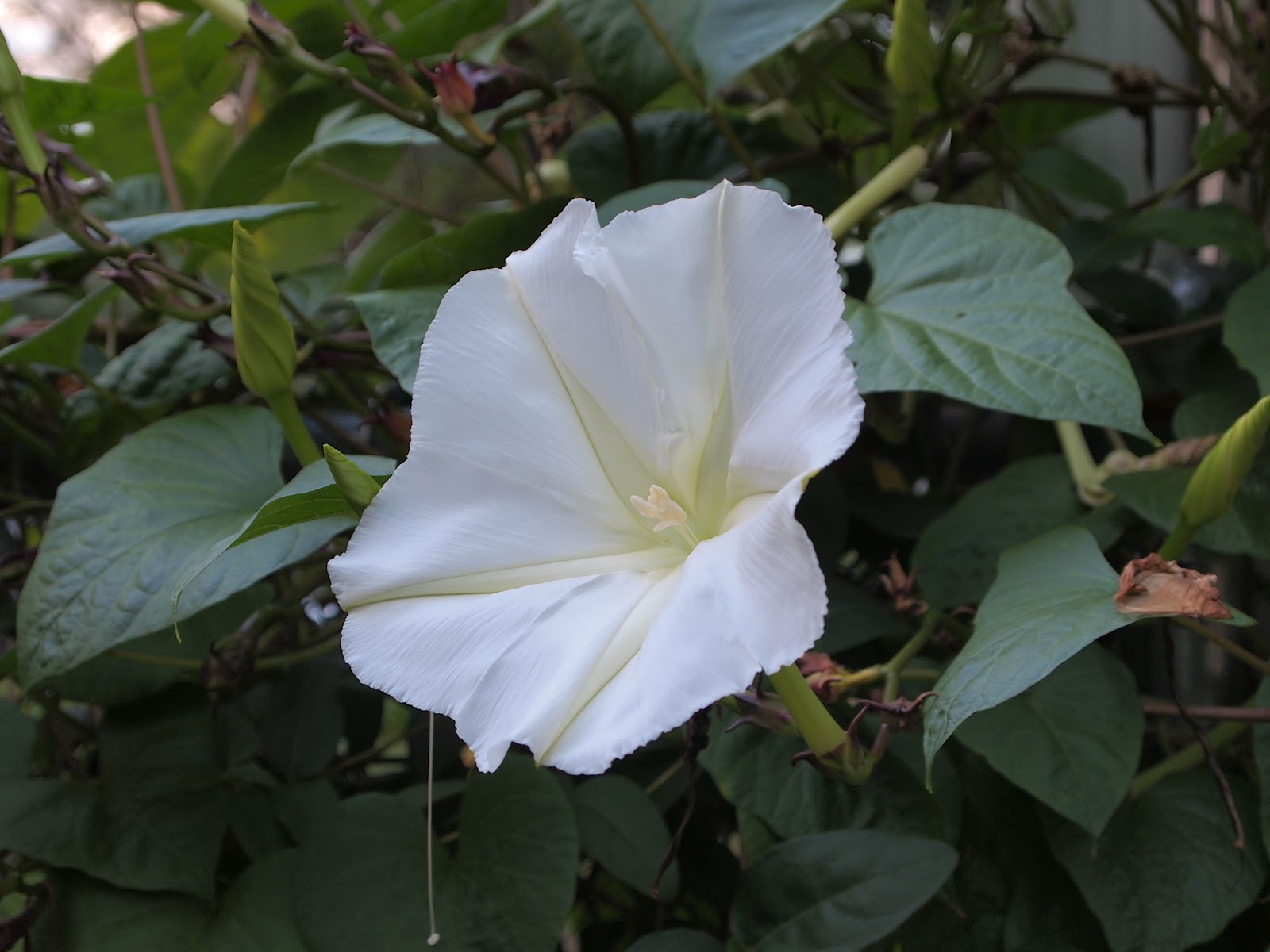 The Kiefer Cottage Planning for 2013 Moon Vine